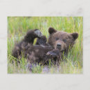 Search for clark lake postcards Cute baby animal