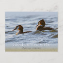 Search for crested postcards Wildlife