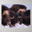 Search for muskox posters Steve kazlowski
