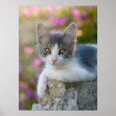 Search for bicolor posters Cute