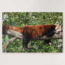 Search for red panda puzzles Forest
