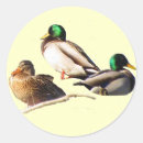 Search for wild duck stickers Water