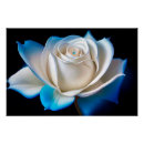 Search for rose blue posters Nature