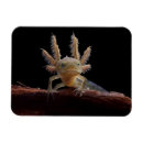 Search for newt magnets Animal