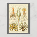Search for octopus illustration postcards Marine life