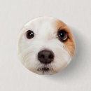 Search for big dog badges Cute