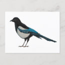 Search for magpie postcards Cute