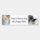 Search for resuce Dog