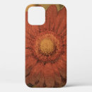Search for gerber cases Gerbera daisy