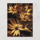 Search for dried flowers postcards Floral
