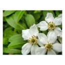 Search for orange blossom art White