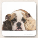 Search for bulldog coasters Dogs