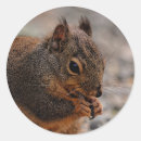 Search for squirrels stickers Curious