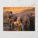 Search for kenya postcards African elephant
