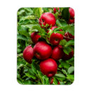 Search for apple tree magnets Red