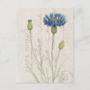 Search for cornflower postcards Floral