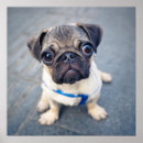 Search for pug posters nursery decor Puppy