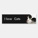 Search for i love cats bumper stickers Kitten