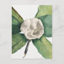Search for vintage rose illustration postcards Floral