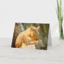 Search for praying cards Animal