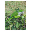 Search for parrot tablecloths Nature