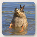 Search for funny duck coasters Cute