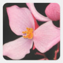 Search for begonia stickers Floral