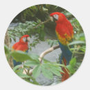 Search for ara gift wrap Wildlife