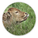 Search for cow knobs and pulls Cute