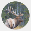 Search for bull elk stickers Animal