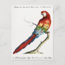 Search for macaw cards invites Cockatoo