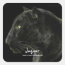 Search for puma cat stickers Pumas