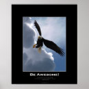 Search for birds of prey posters Bald eagles