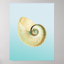 Search for nautilus shells posters Nautical