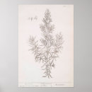 Search for vintage botanical posters Herb