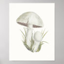 Search for toadstool posters Fungus