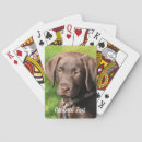 Search for chocolate playing cards Pet