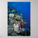 Search for red fish posters Coral