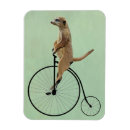 Search for meerkat magnets Contemporary
