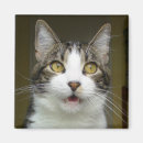 Search for shocking magnets Cat