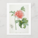 Search for colour prints postcards Flowers