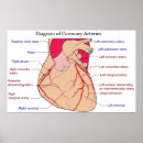 Search for human heart posters Diagram