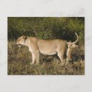 Search for masai mara postcards Lion
