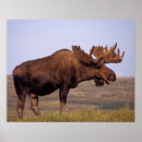 Search for ungulates posters Herbivore