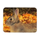 Search for rabbit easter cards Pretty