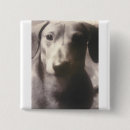 Search for doxie badges Puppy