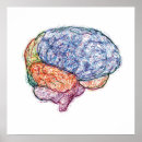Search for brain posters Nervous system
