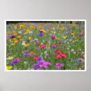 Search for button posters Flowers