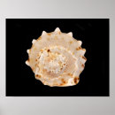 Search for electron shell posters Marine