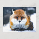 Search for wild fox postcards Photograph